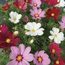 COSMOS CASANOVA MIX - 6 PACK