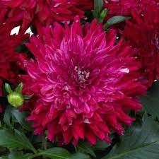 DAHLIA MEGA RASPBERRY ICE - 4.5 DAHLIA MEGA RASPBERRY ICE - 4.5" SQ POT