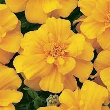 MARIGOLD DURANGO YELLOW - 6 PACK