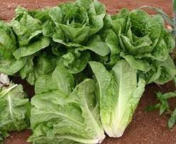 LETTUCE PARIS ISLAND - 3" SQ POT
