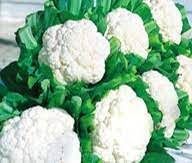 CAULIFLOWER SNOW CROWN - 3" SQ POT