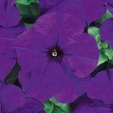 PETUNIA DREAMS BLUE - 6 PACK
