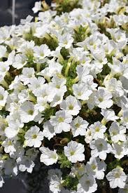PETUNIA MINI ITSY WHITE - 4" POT