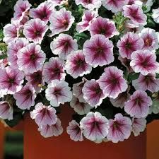 PETUNIA OPERA SUPREME RASPBERRY ICE - 4 PETUNIA OPERA SUPREME RASPBERRY ICE - 4" POT