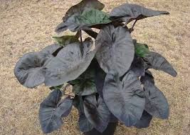 COLOCASIA KON COFFEE - 1 GAL POT