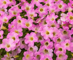 PETUNIA MINI ITSY PINK - 4" POT