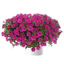PETUNIA LITTLETUNIA ROSE - 4 POT