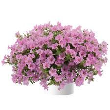PETUNIA LITTLETUNIA PINK - 4 POT