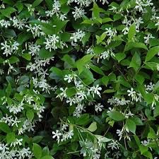 IPOMOEA JASMINE VINE - 4.5" SQ POT