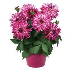 DAHLIA, ME RASPBERRY ICE -  4.5" SQ POT