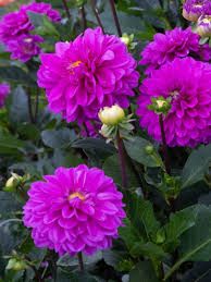 DAHLIA KARMA BLUE LAGOON - 4.5" SQ POT