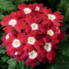VERBENA OBSESSION RED - 6 PACK