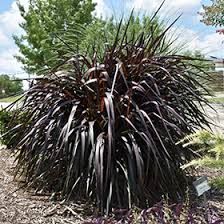 PENNISETUM PRINCESS CAROLINE - 1 GALLON