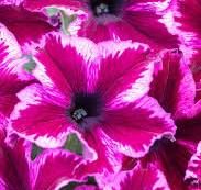 PETUNIA CRAZYTUNIA COSMIC PINK - 4 IN POT PETUNIA CRAZYTUNIA COSMIC PINK - 4 IN POT
