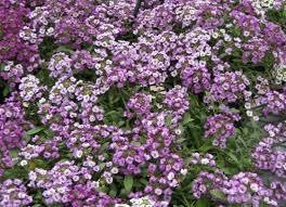ALYSSUM - CRYSTAL CLEAR PURPLE - 6 PACK ALYSSUM - CRYSTAL CLEAR PURPLE - 6 PACK