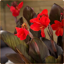 CANNA - CANNOVA BRONZE SCARLET - 5.5" SQ TALL POT