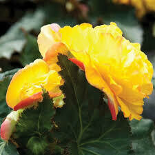 BEGONIA - NONSTOP YELLOW W/RED BACK  -  4.5" SQ POT
