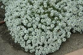 ALYSSUM - CRYSTAL CLEAR WHITE - 6 PACK ALYSSUM - CRYSTAL CLEAR WHITE - 6 PACK