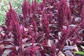 AMARANTHUS - VELVET CURTAIN - 4.5" SQ POT