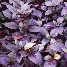 ALTERNAMTHERA - LITTLE RUBY  - 5" ROUND POT