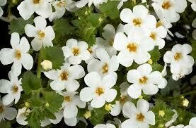 BACOPA - SCOPIA GULLIVER WHITE  - 4.5" ROUND POT