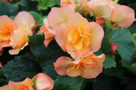 BEGONIA - SOLENIA APRICOT - 5 BEGONIA - SOLENIA APRICOT - 5" ROUND POT