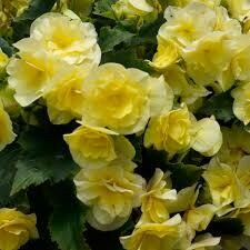 BEGONIA - SOLENIA YELLOW  - 5.5" ROUND POT