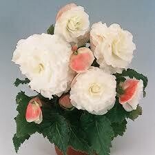 BEGONIA - NONSTOP APPLEBLOSSOM - 4.5 BEGONIA - NONSTOP APPLEBLOSSOM - 4.5" SQ POT