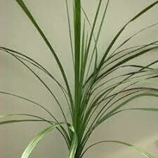 DRACAENA - SPIKES - SMALL  -  4.5" SQ POT