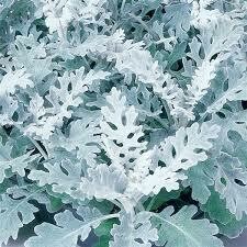 DUSTY MILLER - SILVERDUST 6 PACK