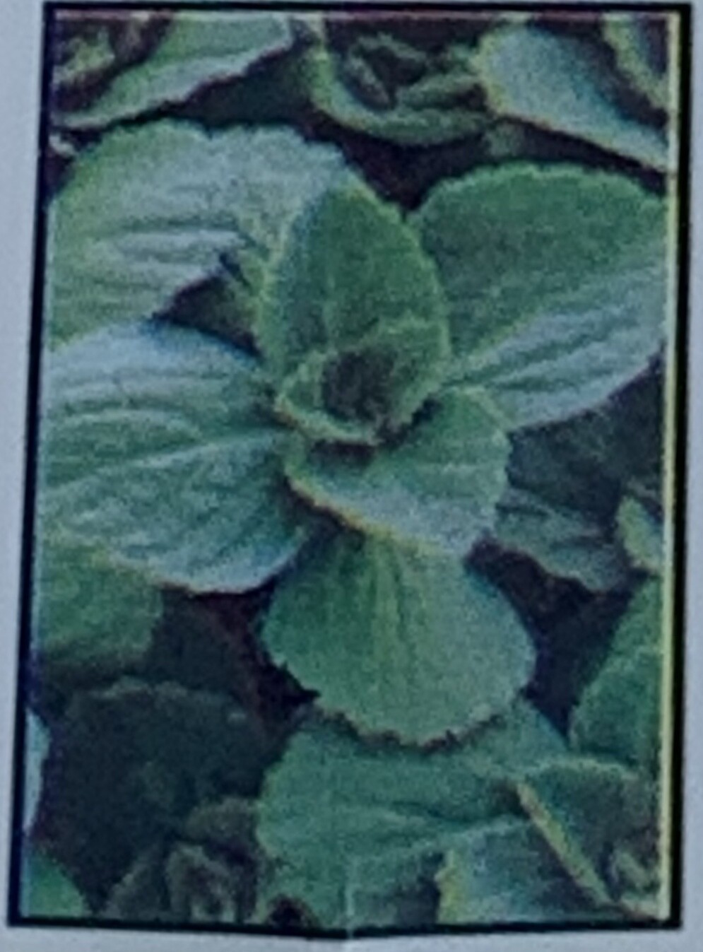 COLEUS - NO MORE CATS AND DOGS  -  4.5" SQ POT
