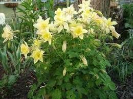 AQUILEGIA - ORIGAMI YELLOW  -  4" POT