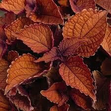 COLEUS - MAIN STREET WALL STREET  -  4.5" SQ POT