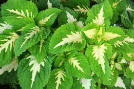 COLEUS  KONG JR GREEN HALO  -  4.5" SQ POT