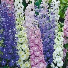 DELPHINIUM - MAGIC FOUNTAINS MIX  -  1 GALLON POT