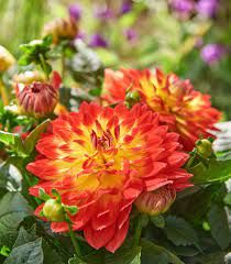DAHLIA - LABELLA MAGGIORE FUN FLAME -  4.5" SQ POT