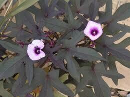 IPOMOEA - SWEET POTATO VINE BLACKIE  -  4.5" SQ POT