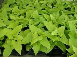 IPOMOEA - SWEET POTATO VINE MARGUERITE  -  4.5" SQ POT