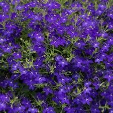 LOBELIA - REGATTA MIDNIGHT BLUE  -  6 PACK