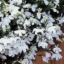 LOBELIA - REGATTA WHITE  -  6 PACK