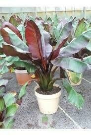 MUSA - MAURELII BANANA LEAF  -  1 GALLON POT