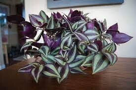 WANDERING JEW - RED GREEN  - 4.5" SQ POT