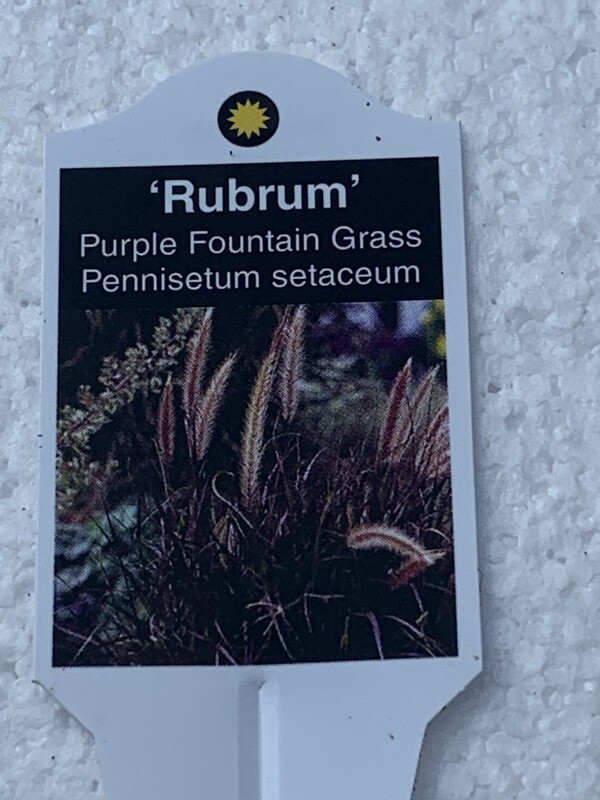 PENNISETUM - RUBRUM FOUNTAIN GRASS - 5" RD POT