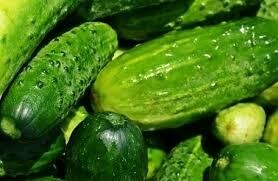 CUCUMBER - PICKLING  -  3" SQ POT