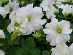 PETUNIA - DREAMS WHITE  -  6 PACK