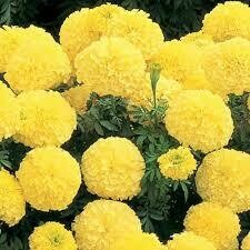 MARIGOLD INCA II YELLOW  -  6 PACK