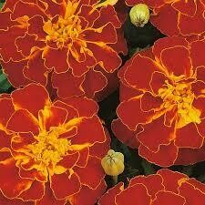 MARIGOLD DURANGO RED  -  6 PACK