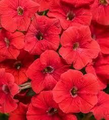 PETUNIA - DREAMS RED  -  6 PACK