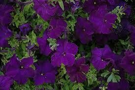 PETUNIA - DREAMS MIDNIGHT  -  6 PACK