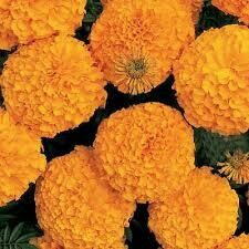 MARIGOLD AFRICAN INCA II ORANGE  -  6 PACK